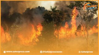 حريق مهول بغابة ” دار فوال” ضواحي القصر الصغير