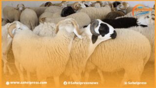 فريق حزب التقدم والاشتراكية يطالب الحكومة بالكشف عن مبلغ الدعم المالي المقدم لإستيراد الأغنام