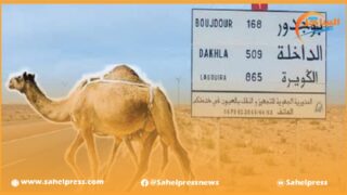 ما نصيب كسابة الجهات الجنوبية الثلاث من الكرم الحكومي المتمثل في دعم الفلاحة ب 10 مليار درهم ؟