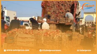 مهنيو تصدير الخضر يستعدون لتنظيم وقفة احتجاجية لرفع قرار منع تصدير البطاطس والبصل إلى دول القارة الإفريقية