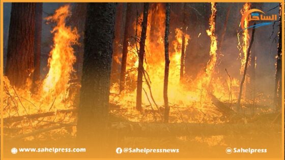 حريق غابة كاب سبارتيل بطنجة تم تحويطه بنسبة تناهز 85 %