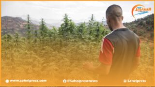 جوابا على سؤال برلماني كتابي .. لفتيت يكشف حجم الرخص التي تم منحها لحرث القنب الهندي