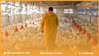 الحرارة تتسبب في نفوق نسبة مهمة من الدواجن بعدد من الضيعات الفلاحية