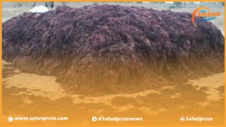 شركة بريطانية تختار “أخفنير” لإقامة مشروع لزراعة الطحالب البحرية بمساحة تقدر ب 6100 هكتار