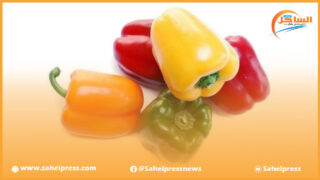 بزيادة قدرها 20,84 في المائة يصبح المغرب المورد الثاني للفلفل إلى الدول الأوروبية