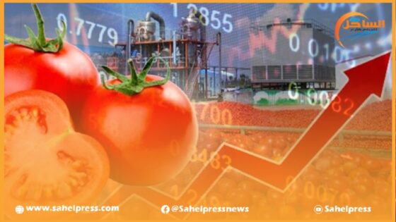 صادرات المغرب من الطماطم تسجل قياسيا جديدا لموسم 2022-2023