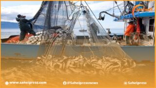 كونفدرالية الصيد الساحلي تعبر عن قلقها البالغ وتخوفها من الوضعية التي تعيشها مصيدة الأسماك السطحية الصغيرة + مقترحات