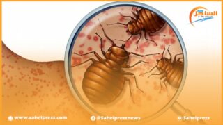 المغرب يخضع السفن والعربات والأشخاص القادمين من فرنسا الى مراقبة دقيقة خوفا من تسرب حشرات البق