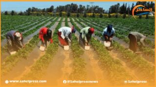 وزارة الفلاحة .. زيادة بنسبة 3 في المائة مقارنة بسنة 2023 ميزانية الاستثمار لسنة 2024 ستبلغ 18 مليارا و170 مليون درهم