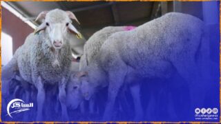 المغرب يبدي اهتماما كبيرا باستمرار استيراد الأغنام من رومانيا