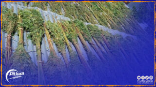 يهم الأطباء والصيادلة.. انطلاق الدورة السابعة من التكوين للاستعمالات الطبية للقنب الهندي