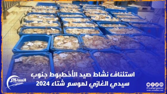 استئناف نشاط صيد الأخطبوط جنوب سيدي الغازي لموسم شتاء 2024
