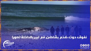 نفوق حوت ضخم بشاطئ فم لبير بالداخلة (صور)