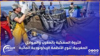 الثروة السمكية بالمغرب والسواحل المغربية: تنوع الأنظمة الإيكولوجية المائية