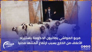 مربو المواشي يطالبون الحكومة باستيراد الأعلاف من الخارج بسبب ارتفاع أثمنتها محليا