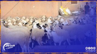 العيد الكبير .. الحكومة تقدم الدعم لمستوردي الأغنام المعدة للذبح بمناسبة عيد الأضحى