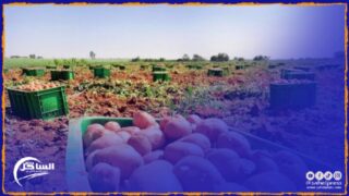 المغرب يفتح سوقه الداخلية تجاه بطاطس هذه الدولة ؟