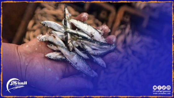 عقوبات إدارية صارمة في حق صائدي الأسماك الصغيرة !