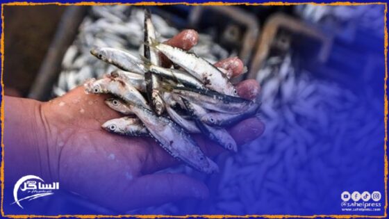 مجلس المنافسة .. احتمالية وجود اتفاق لتحديد الأسعار بين عدد من الفاعلين الاقتصاديين في سوق توريد سمك السردين (تفاصيل)