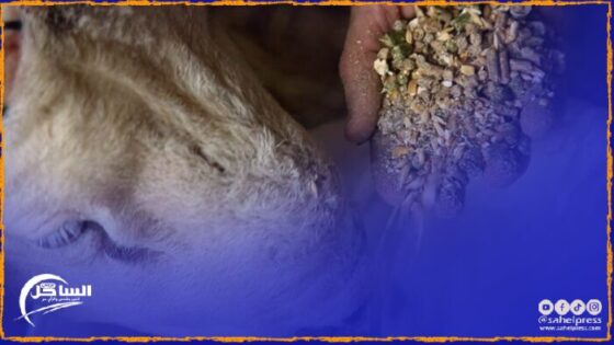 “أونسا” تواصل مراقبتها لأعلاف الماشية وتحجز أطنان من فضلات الدواجن المعدة لتسمين الأغنام بطرق غير مشروعة