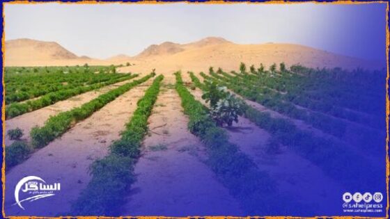 الزراعة في الأراضي الصحراوية المغربية: دمج التربة مع الرمال واستخدام التكنولوجيا الحديثة لتوفير المياه المعالجة للسقي