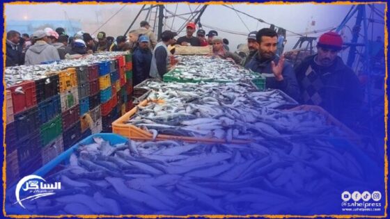 دراسة تكشف عن هجرة لأسماك السردين من السنغال وموريتانيا نحو الشمال (السواحل المغربية)