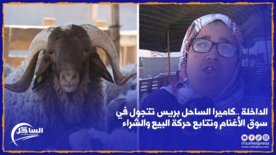 الداخلة ..كاميرا الساحل بريس تتجول في سوق الأغنام وتتابع حركة البيع والشراء