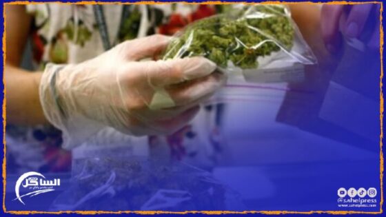 لجان تخضع الكيف للمراقبة بهدف ضمان مطابقة نسبة مادة “THC” المخدرة بالقوانين المنظمة