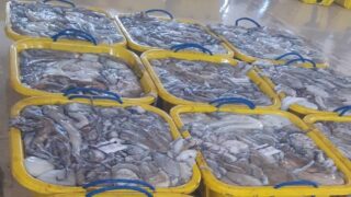 الداخلة .. مندوبية الصيد البحري تحدد حجم ماتم اصطياده بالموسم الشتوي 2025