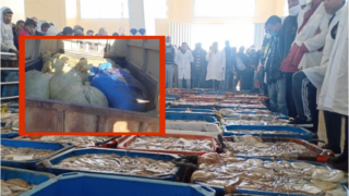 الداخلة : رغم إنطلاق موسم الصيد القانوني .. السلطات الامنية والمصالح المختصة تفشل محاولة تهريب كمية من الأخطبوط