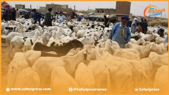 مقترح نائب برلماني موريتاني يدعو إلى تصدير الأغنام للمغرب استعدادا لعيد الأضحى