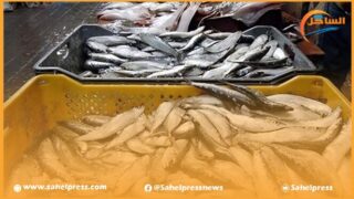 أسعار سمك السردين تتسبب في موجة استياء واسعة على مواقع التواصل الاجتماعي ؟