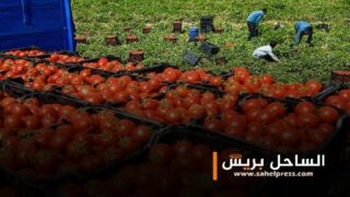 لدعم الإنتاج المحلي .. موريتانيا تمنع دخول الطماطم المغربية ؟