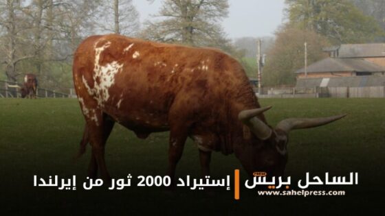 المغرب يعزز سوق اللحوم الحمراء بإستيراد 2000 ثور من إيرلندا