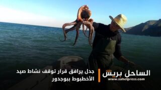 جدل يرافق قرار توقف نشاط صيد الأخطبوط ببوجدور