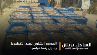 الموسم الشتوي لصيد الأخطبوط يسجل رقما قياسيا