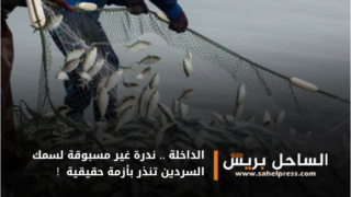 الداخلة .. ندرة غير مسبوقة لسمك السردين تنذر بأزمة حقيقية !