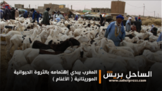 المغرب يبدي إهتمامه بالثروة الحيوانية الموريتانية ( الأغنام )