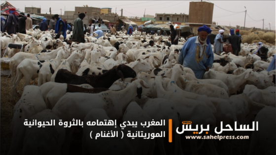 المغرب يبدي إهتمامه بالثروة الحيوانية الموريتانية ( الأغنام )