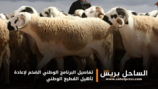 تفاصيل البرنامج الوطني الضخم لإعادة تأهيل القطيع الوطني