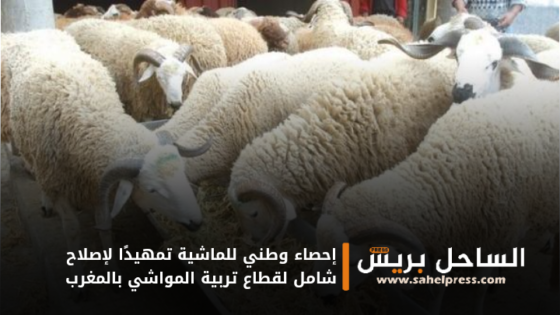 إحصاء وطني للماشية تمهيدًا لإصلاح شامل لقطاع تربية المواشي بالمغرب