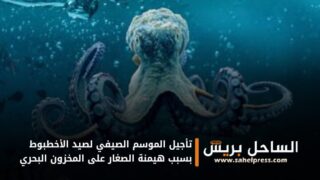 تأجيل الموسم الصيفي لصيد الأخطبوط بسبب هيمنة الصغار على المخزون البحري