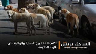 الكلاب الضالة بين الحماية والوقاية على طاولة الحكومة