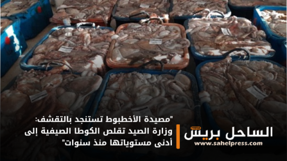 “مصيدة الأخطبوط تستنجد بالتقشف: وزارة الصيد تقلص الكوطا الصيفية إلى أدنى مستوياتها منذ سنوات”