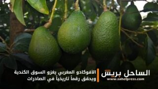الأفوكادو المغربي يغزو السوق الكندية ويحقق رقماً تاريخياً في الصادرات