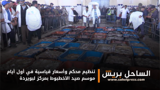 تنظيم محكم وأسعار قياسية في أول أيام موسم صيد الأخطبوط بمركز لبويردة
