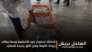 الداخلة: استمرار صيد الأخطبوط وسط مطالب بزيادة الكوطا وفتح آفاق جديدة للمصايد