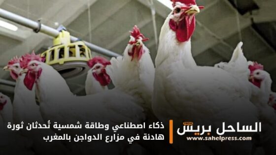 ذكاء اصطناعي وطاقة شمسية تُحدثان ثورة هادئة في مزارع الدواجن بالمغرب