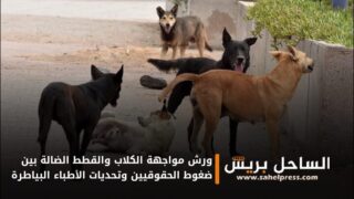 ورش مواجهة الكلاب والقطط الضالة بين ضغوط الحقوقيين وتحديات الأطباء البياطرة
