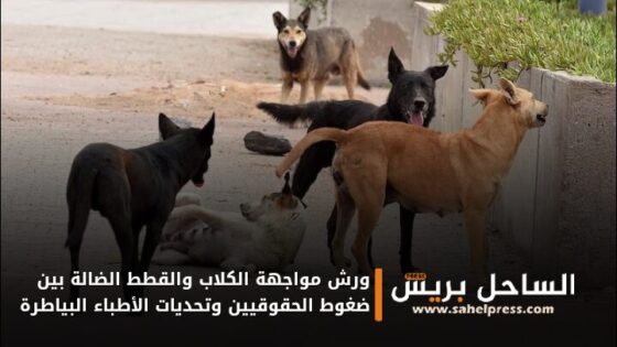 ورش مواجهة الكلاب والقطط الضالة بين ضغوط الحقوقيين وتحديات الأطباء البياطرة